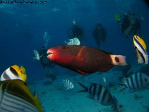 Scuba diving in Bora Bora