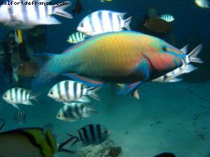Scuba diving in Bora Bora