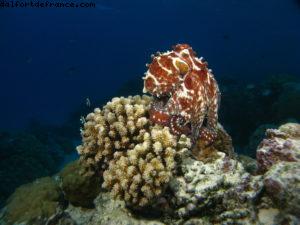 Scuba diving in Bora Bora