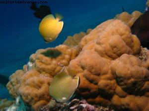 Scuba diving in Bora Bora
