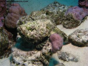 Scuba diving in Bora Bora