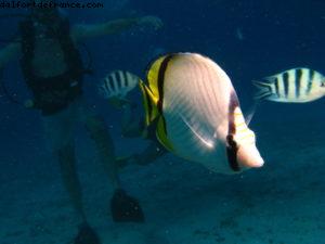 Scuba diving in Bora Bora