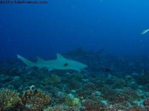 Scuba diving surrounded by sharks in Moorea