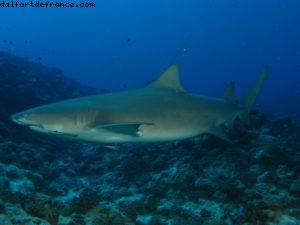 Scuba diving surrounded by sharks in Moorea