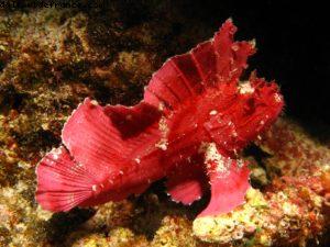 Scuba diving surrounded by sharks in Moorea