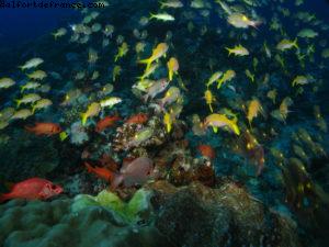 Scuba diving surrounded by sharks in Moorea