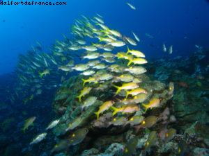 Scuba diving surrounded by sharks in Moorea