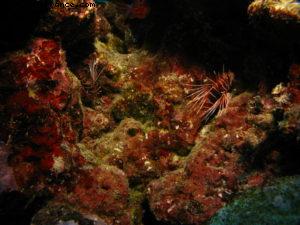 Scuba diving surrounded by sharks in Moorea