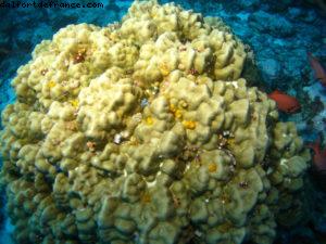 Scuba diving surrounded by sharks in Moorea