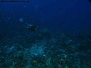 Scuba diving surrounded by sharks in Moorea