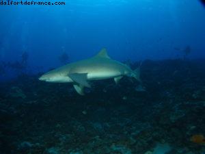 Scuba diving surrounded by sharks in Moorea