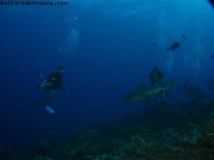 Scuba diving surrounded by sharks in Moorea