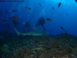Scuba diving surrounded by sharks in Moorea