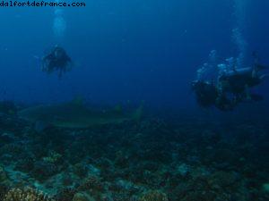 Scuba diving surrounded by sharks in Moorea
