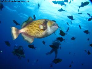 Scuba diving surrounded by sharks in Moorea