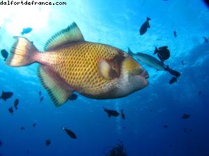 Scuba diving surrounded by sharks in Moorea