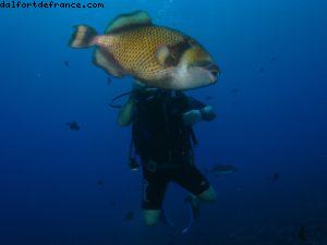 Scuba diving surrounded by sharks in Moorea