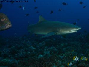 Scuba diving surrounded by sharks in Moorea