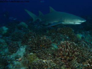 Scuba diving surrounded by sharks in Moorea