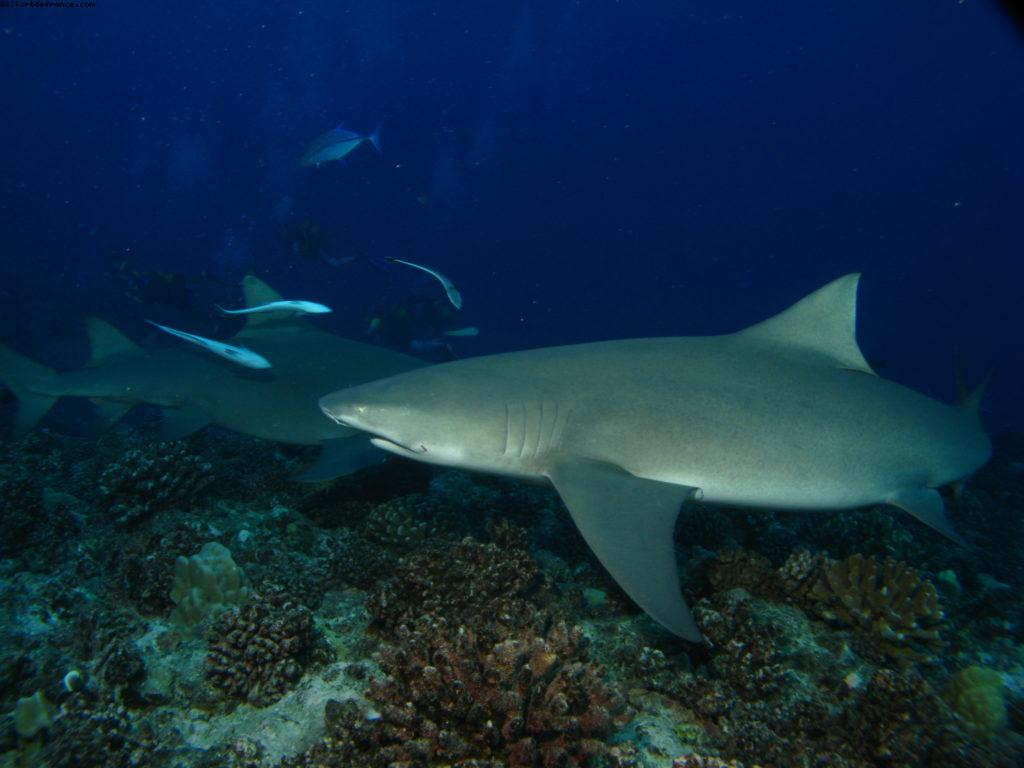 Scuba diving surrounded by sharks in Moorea