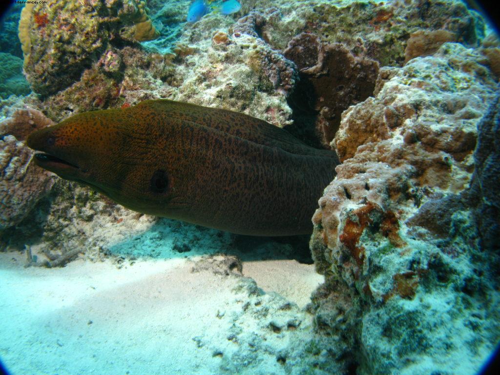 Scuba diving surrounded by sharks in Moorea