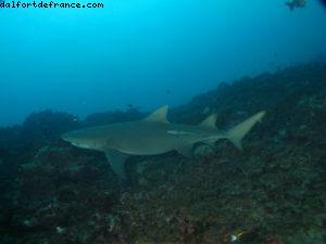 Scuba diving surrounded by sharks in Moorea
