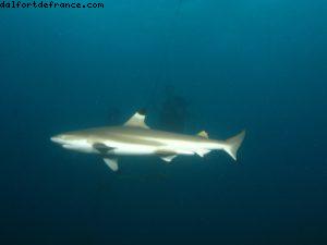 Scuba diving surrounded by sharks in Moorea
