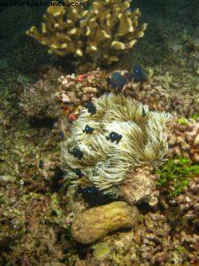 Scuba diving surrounded by sharks in Moorea