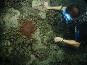 Scuba diving surrounded by sharks in Moorea