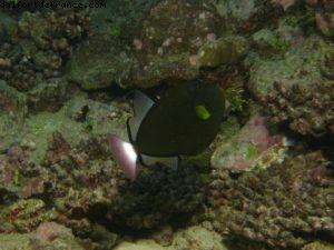 Scuba diving surrounded by sharks in Moorea