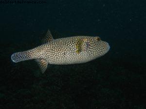 Scuba diving surrounded by sharks in Moorea