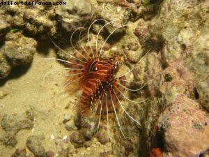Scuba diving surrounded by sharks in Moorea