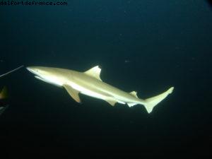 Scuba diving surrounded by sharks in Moorea