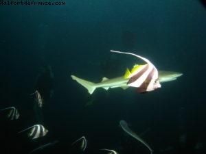 Scuba diving surrounded by sharks in Moorea