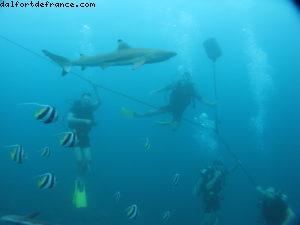 Scuba diving surrounded by sharks in Moorea