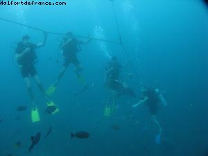 Scuba diving surrounded by sharks in Moorea