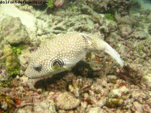 Scuba diving surrounded by sharks in Moorea
