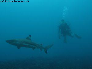 Scuba diving surrounded by sharks in Moorea
