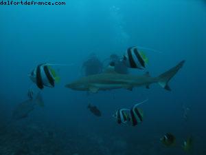 Scuba diving surrounded by sharks in Moorea
