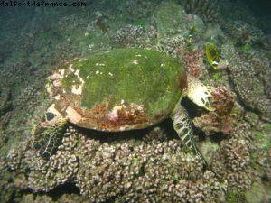 Scuba diving surrounded by sharks in Moorea