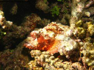 Scuba diving surrounded by sharks in Moorea