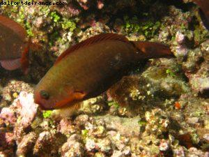 Scuba diving surrounded by sharks in Moorea