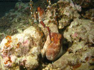 Scuba diving surrounded by sharks in Moorea