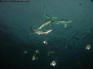 Scuba diving surrounded by sharks in Moorea