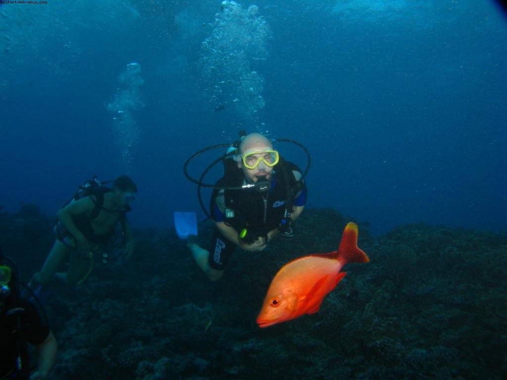 Scuba diving surrounded by sharks in Moorea