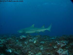 Scuba diving surrounded by sharks in Moorea