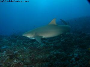 Scuba diving surrounded by sharks in Moorea
