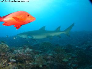 Scuba diving surrounded by sharks in Moorea