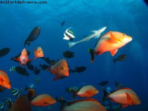 Scuba diving surrounded by sharks in Moorea