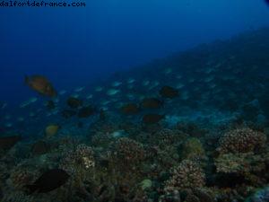 Scuba diving surrounded by sharks in Moorea